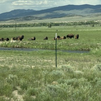CopperLine Lodge - Bison - Hotels Near Me - Saratoga, Wyoming CopperLine Lodge - Bison - Hotels Near Me - Saratoga, Wyoming