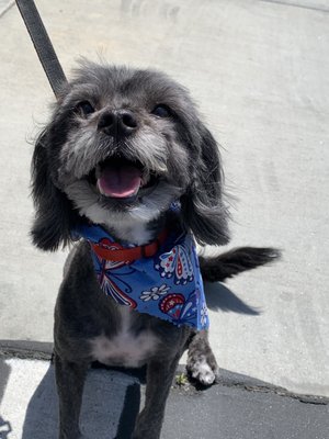 YUCAIPA DOG &amp; CAT GROOMING - 51 Photos &amp; 31 Reviews - Yucaipa, California - Pet Groomers - Phone