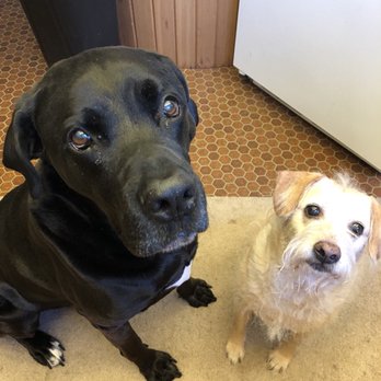 Bark Avenue Grooming - Mr. Bear and his little sister, Ms. Bunny - Pet Groomers Near Me - Duluth, Minnesota