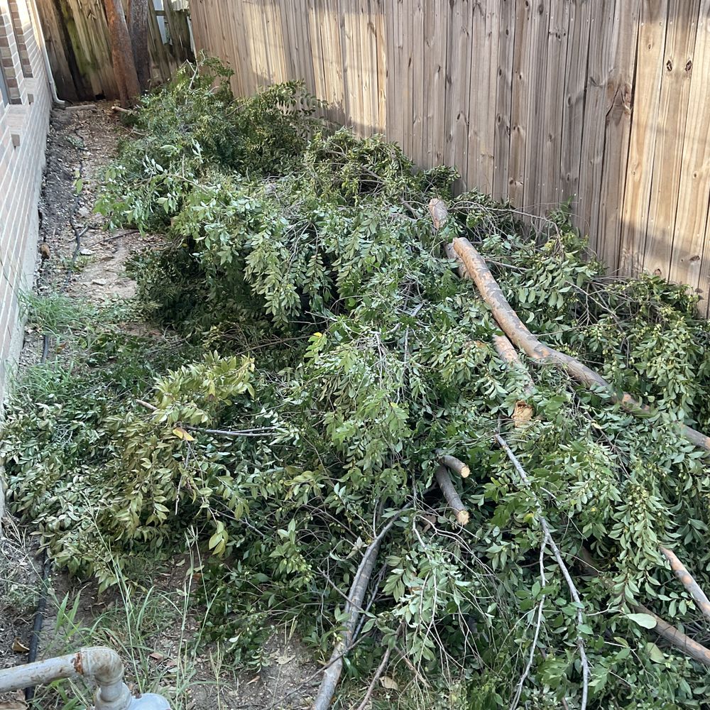 Sierra's Tree Service - Limbs cut off of my tree by my neighbor. He left the trash for me to take care of. - Tree Services Near Me Sierra's Tree Service - Limbs cut off of my tree by my neighbor. He left the trash for me to take care of. - Tree Services Near Me