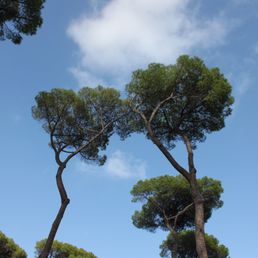 More trees.