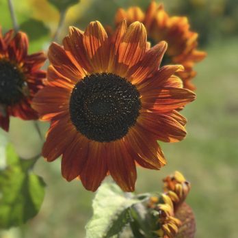 The Cast Iron Queen - So lucky we got to see the sunflowers on our visit - Food Trucks Near Me - Enumclaw, Washington The Cast Iron Queen - So lucky we got to see the sunflowers on our visit - Food Trucks Near Me - Enumclaw, Washington