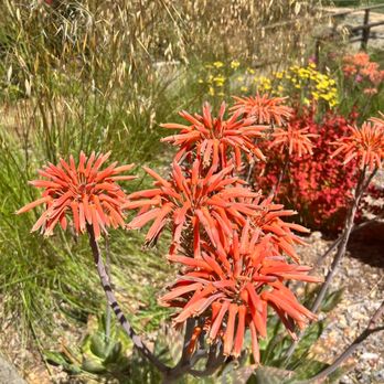 Imagery Estate Winery - Beautiful flowets - Wineries Near Me - Glen Ellen, California