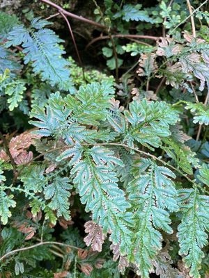 Lincoln Park Conservatory (Free with Reservations) by null