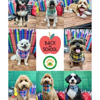 The Emerald Paw - Pet Groomers Near Me - Waunakee, Wisconsin The Emerald Paw - Pet Groomers Near Me - Waunakee, Wisconsin