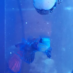 The Premium Aquarium - Our psychedelic mandrin we purchased from them. Very shy but awesome to see when hes out.