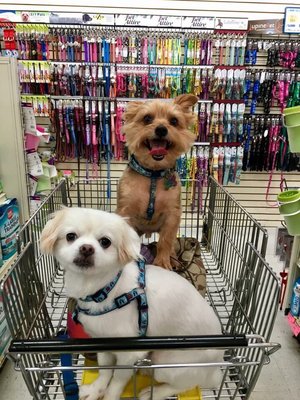 Feeders Supply 10948 Dixie Hwy Louisville Ky Pet Shops Mapquest