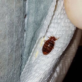 Pestco Pest Control Service - Full grown Bed Bug. - Pest Control Near Me - Chicago, Illinois Pestco Pest Control Service - Full grown Bed Bug. - Pest Control Near Me - Chicago, Illinois