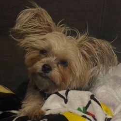 Laneys Loveshack Dog Grooming