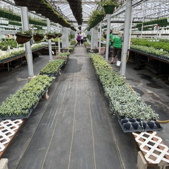 Two Seasons Greenhouse - Inside Greenhouse #5 - Nurseries & Gardening Near Me - Belding, Michigan
