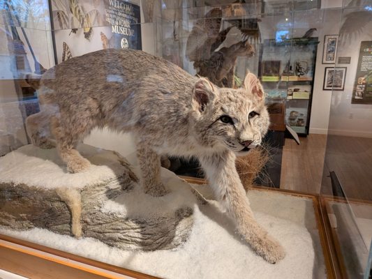 George B. Dorr Museum of Natural History by null