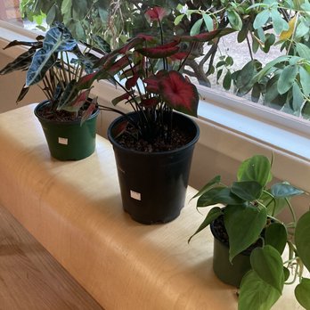 Larkspur Botanicals - Yesterday's plant haul from Larkspur: Alocasia bambino, caladium, heart leaf philodendron - Nurseries & Gardening Near Me - Portland, Oregon Larkspur Botanicals - Yesterday's plant haul from Larkspur: Alocasia bambino, caladium, heart leaf philodendron - Nurseries & Gardening Near Me - Portland, Oregon