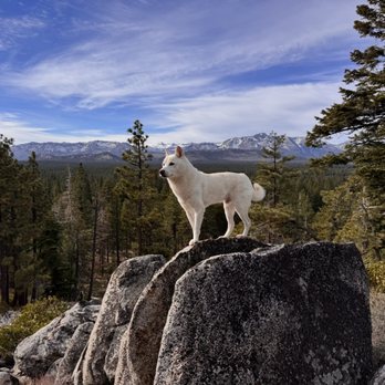 Powerline Trail - shiba Inu on a craggy rock moraine with views to the Tahoe Valley - Hiking Near Me Powerline Trail - shiba Inu on a craggy rock moraine with views to the Tahoe Valley - Hiking Near Me