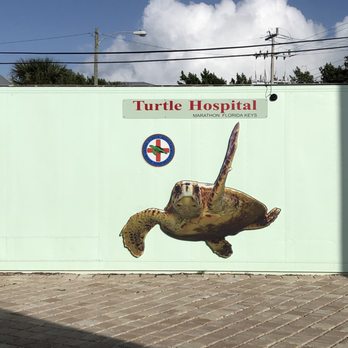 The Turtle Hospital - Veterinarians Near Me - Marathon, Florida The Turtle Hospital - Veterinarians Near Me - Marathon, Florida