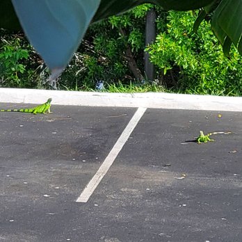 Hampton Inn Key Largo, FL - Huge iguanas - Hotels Near Me - Key Largo, Florida