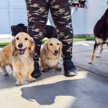 Dog Days - Dog Walkers Near Me - San Diego, California
