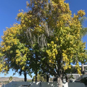 Tres Hermanos - a large tree with yellow leaves - Tree Services Near Me