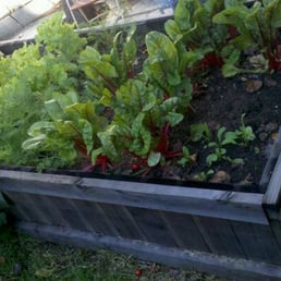 a raised bed of vegetables