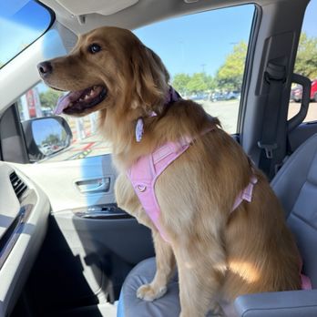 The Mutt Puddle - Pet Groomers Near Me - Allen, Texas The Mutt Puddle - Pet Groomers Near Me - Allen, Texas