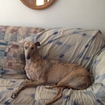 Paws Pet Grooming - Kiley the Greyhound - Pet Groomers Near Me - Elmhurst, Illinois Paws Pet Grooming - Kiley the Greyhound - Pet Groomers Near Me - Elmhurst, Illinois