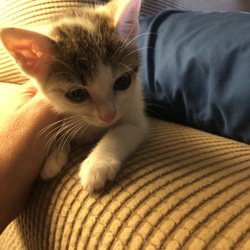 Quartet Veterinary Specialty Hospital - This is our kitten Annie!! She had pneumonia & they saved her life!! Thank you so much!!