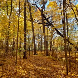 Forest Exploration Center