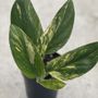 Country Heritage Nursery