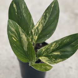 Country Heritage Nursery