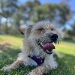 Tiny Tails OC - Dylan taking a break in the shade and enjoying his walk .