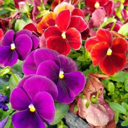 Five points farm markets and greenhouse - Flowers
