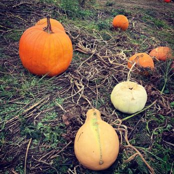 Johnson's Corner Farm - Pumpkin patch - Fruits & Veggies Near Me - Medford, New Jersey Johnson's Corner Farm - Pumpkin patch - Fruits & Veggies Near Me - Medford, New Jersey
