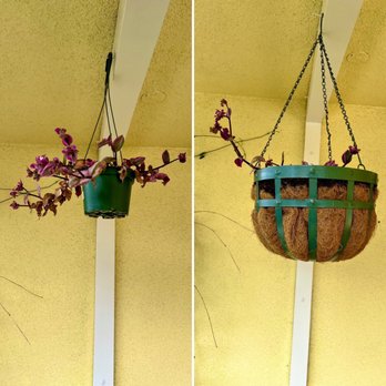 Armstrong Garden Centers - Before and after repotting to my new pot!! I love it!! And so does the plant lol - Nurseries & Gardening Near Me - Monrovia, California Armstrong Garden Centers - Before and after repotting to my new pot!! I love it!! And so does the plant lol - Nurseries & Gardening Near Me - Monrovia, California