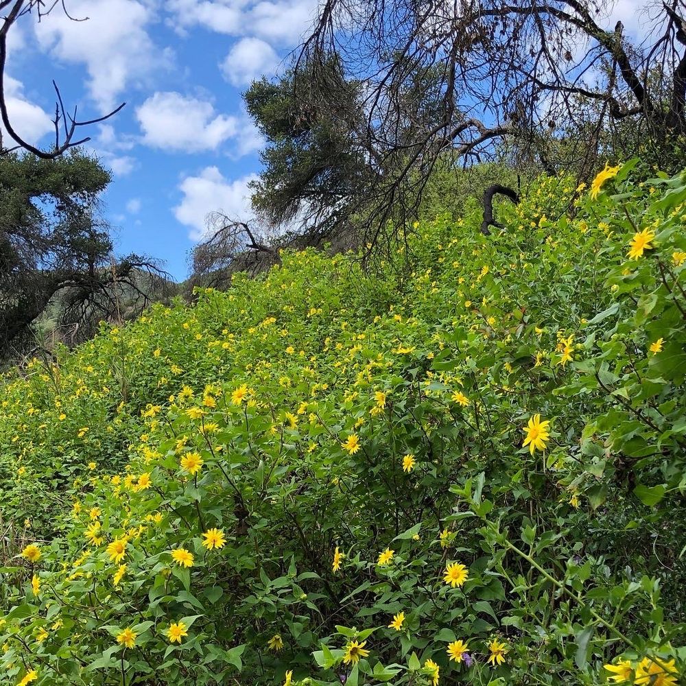 Cold Spring Trail - Hiking Near Me - Santa Barbara, California Cold Spring Trail - Hiking Near Me - Santa Barbara, California