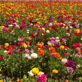 The Flower Fields - Venues & Event Spaces Near Me - Carlsbad, California The Flower Fields - Venues & Event Spaces Near Me - Carlsbad, California