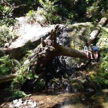 Jedediah Smith Redwoods State Park - Parks Near Me