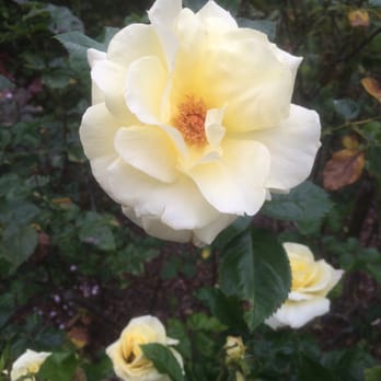 Rose Garden - Roses on November 1st! - Parks Near Me - San Francisco, California Rose Garden - Roses on November 1st! - Parks Near Me - San Francisco, California