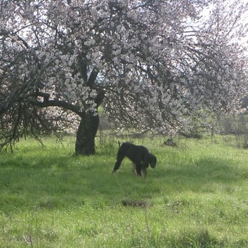 Alston Park - Lulu under the gorgeous plum tree! - Dog Parks Near Me - Napa, California