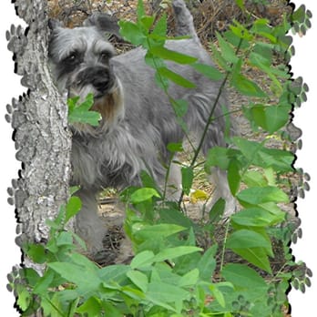 Perfect Pet Solutions - Pet Training Near Me - Bastrop, Texas Perfect Pet Solutions - Pet Training Near Me - Bastrop, Texas