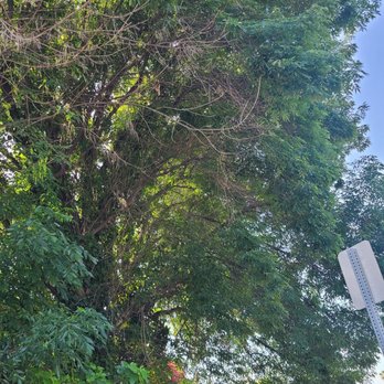 Francisco's Tree Service - BEFORE: This is the other 1 of 3 trees - This is the other largest of 2 trees - Tree Services Near Me - Ontario, California Francisco's Tree Service - BEFORE: This is the other 1 of 3 trees - This is the other largest of 2 trees - Tree Services Near Me - Ontario, California