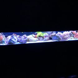 Captive Aquatic Ecosystems - Reef system
