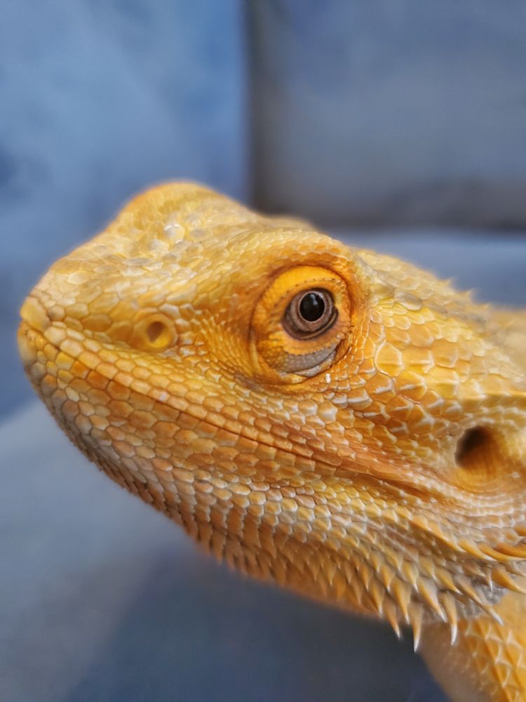 REPTILES ROCK EDUCATION AND RESCUE Updated July 2024 Request