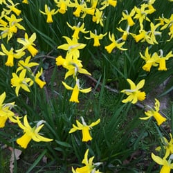 Coombe Country Park - Spring has sprung :)