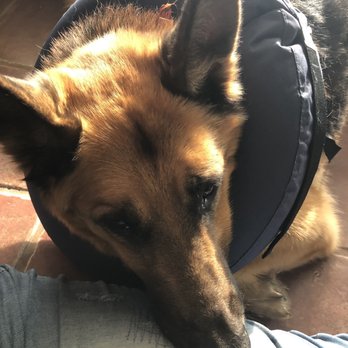 River's Edge Veterinary Hospital - Thankful I have more time with him! - Veterinarians Near Me - Metropolis, Illinois River's Edge Veterinary Hospital - Thankful I have more time with him! - Veterinarians Near Me - Metropolis, Illinois