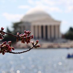 National Cherry Blossom Festival