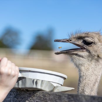 Ostrichland USA - Ostrichland USA - Attraction Farms Near Me - Solvang, California