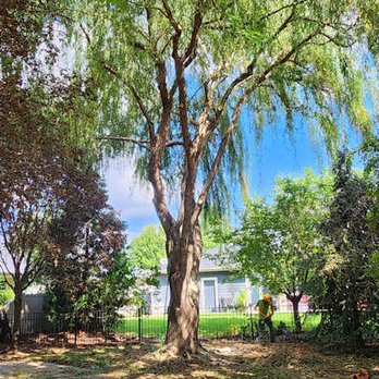 Chandler Tree Service - Finished first willow - open and amazing! - Tree Services Near Me Chandler Tree Service - Finished first willow - open and amazing! - Tree Services Near Me
