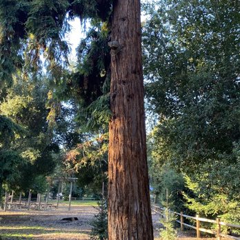 Stow Grove Park - Redwoods at Stowe Grove complete with squirrel - Parks Near Me - Goleta, California Stow Grove Park - Redwoods at Stowe Grove complete with squirrel - Parks Near Me - Goleta, California