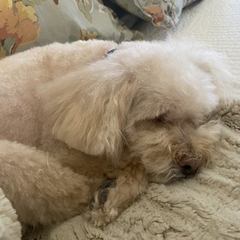 Doggie Doos Grooming - Pet Groomers Near Me - Phoenix, Arizona
