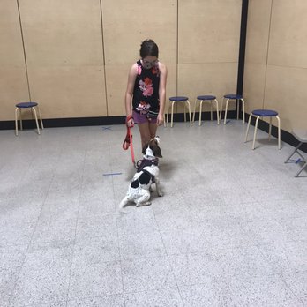 PetSmart - Beginning dog training - Pet Training Near Me - Wesley Chapel, Florida