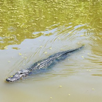 Cajun Critters Swamp Tour - Tours Near Me - Westwego, Louisiana